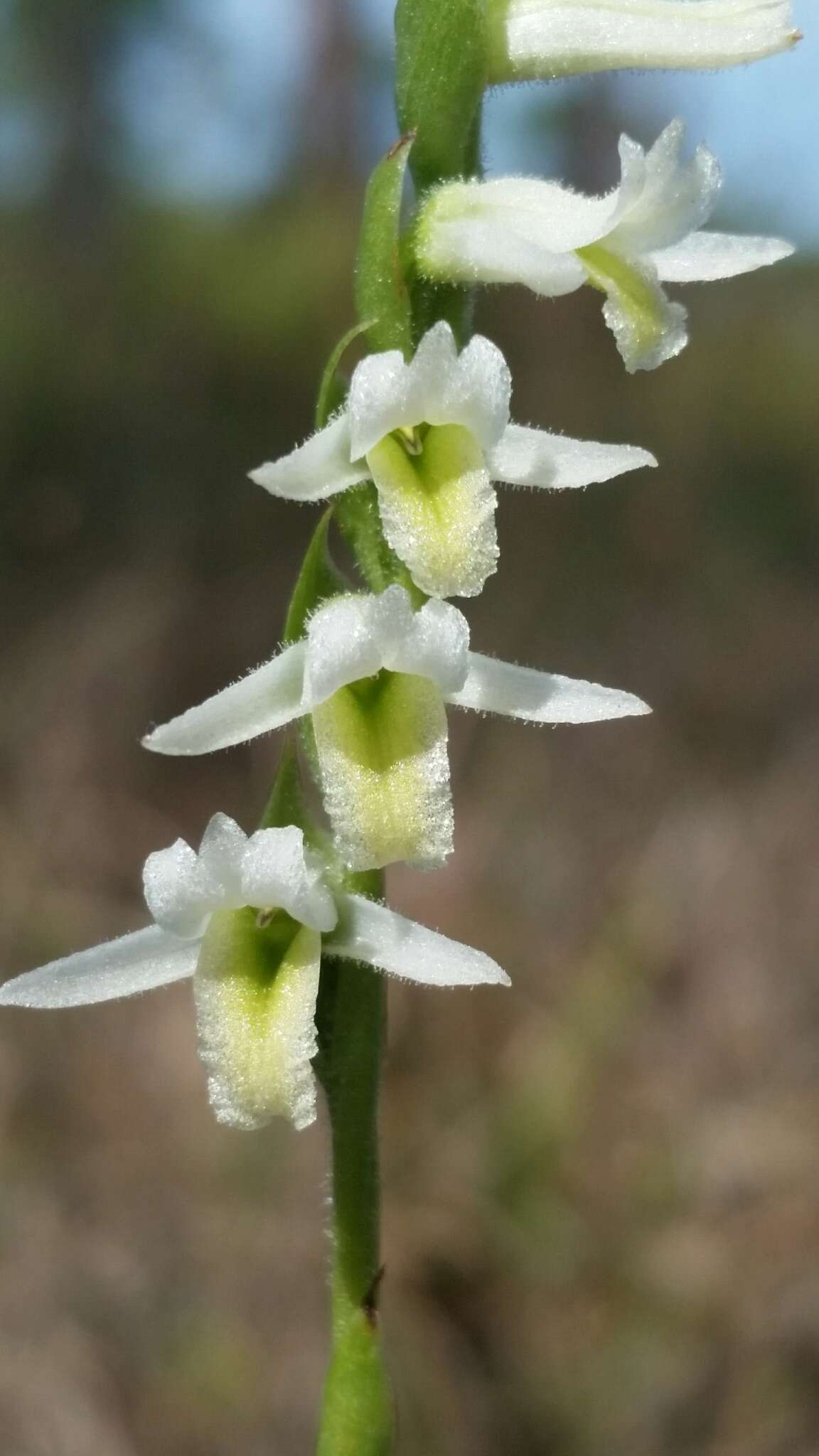 Image of Giant-Spiral Ladies'-Tresses