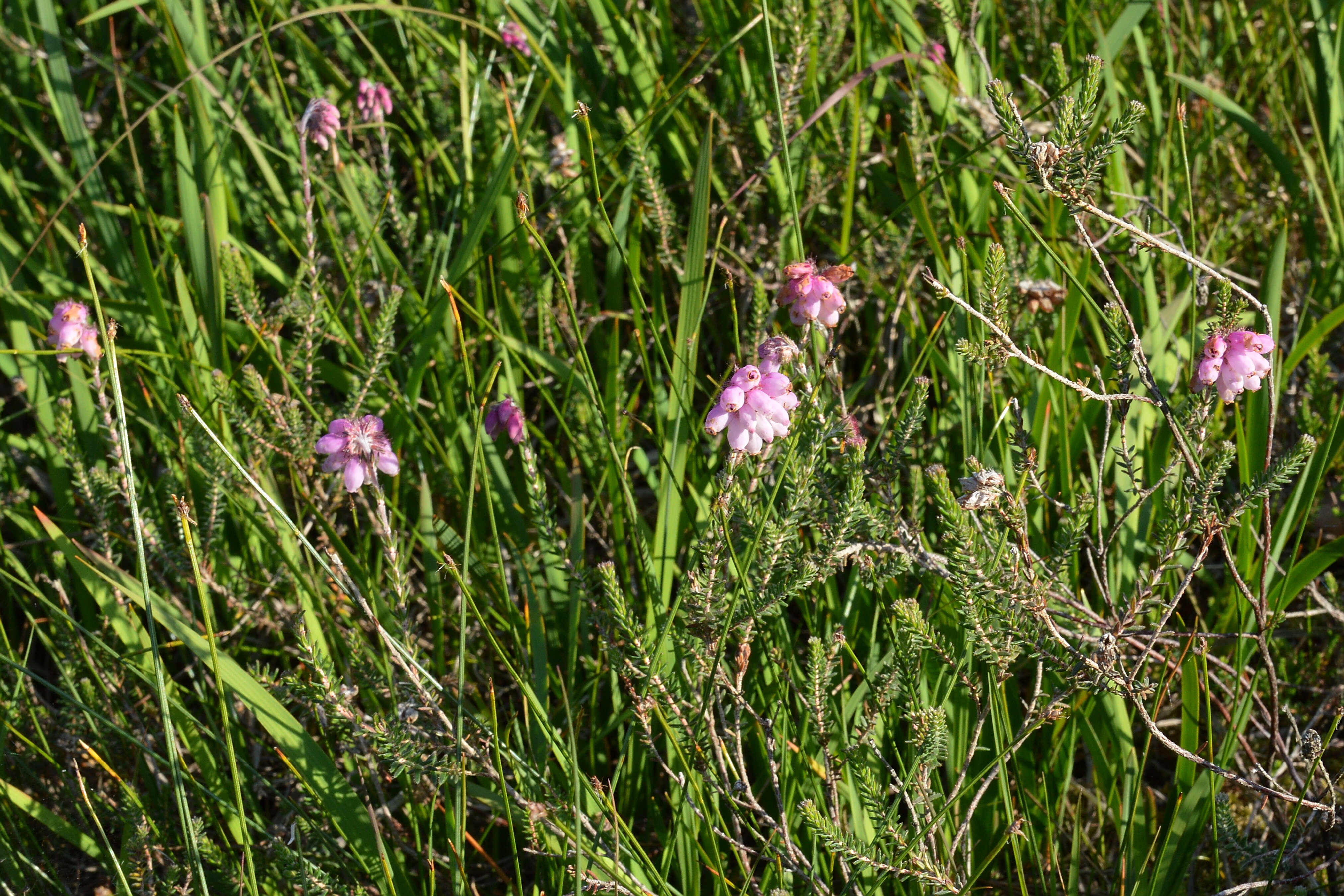 Image of Bog Heather