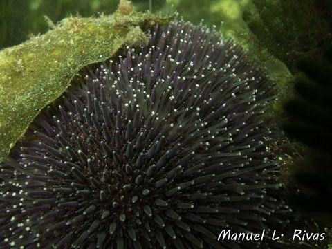18.https www inaturalist org photos 4430301.580x360