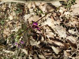 Image of spring pea