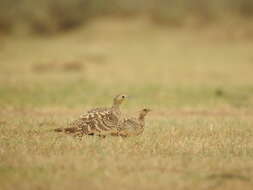 Image of Chestnut-bellied Sandgrouse