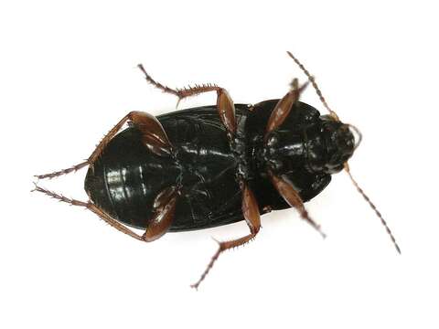 Image of Ground beetle