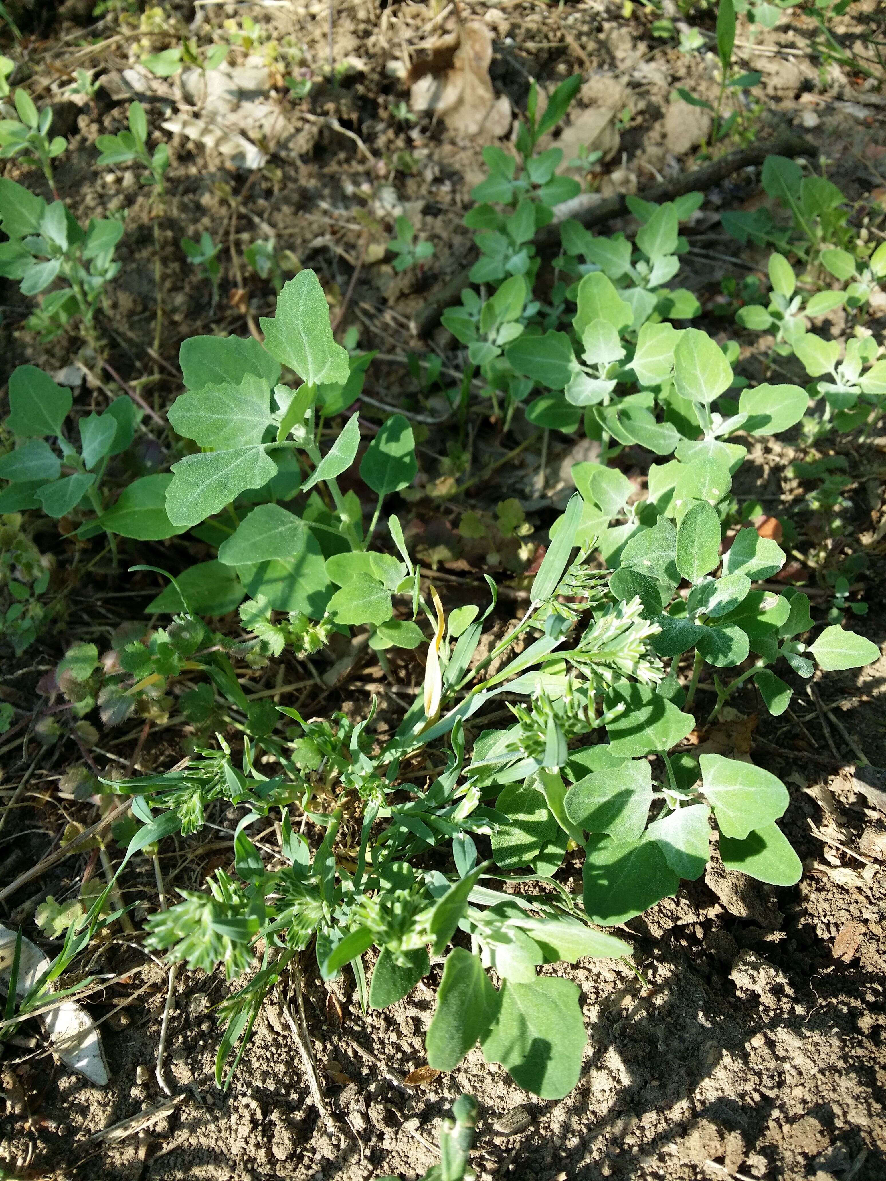 Plancia ëd Chenopodium opulifolium Schrader