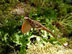 Image of Many-scaled Anole