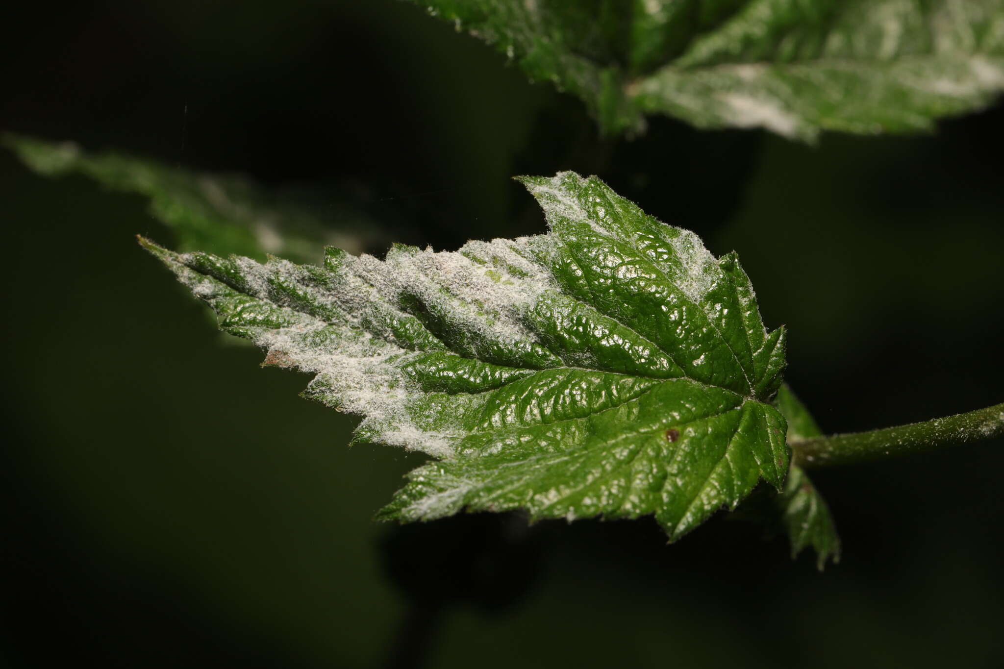 Podosphaera filipendulae (Z. Y. Zhao) T. Z. Liu & U. Braun 2010的圖片