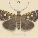 Image of Glaucocharis planetopa Meyrick 1923