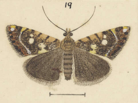 Image of Glaucocharis planetopa Meyrick 1923