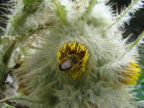 Image of Cirsium funkiae