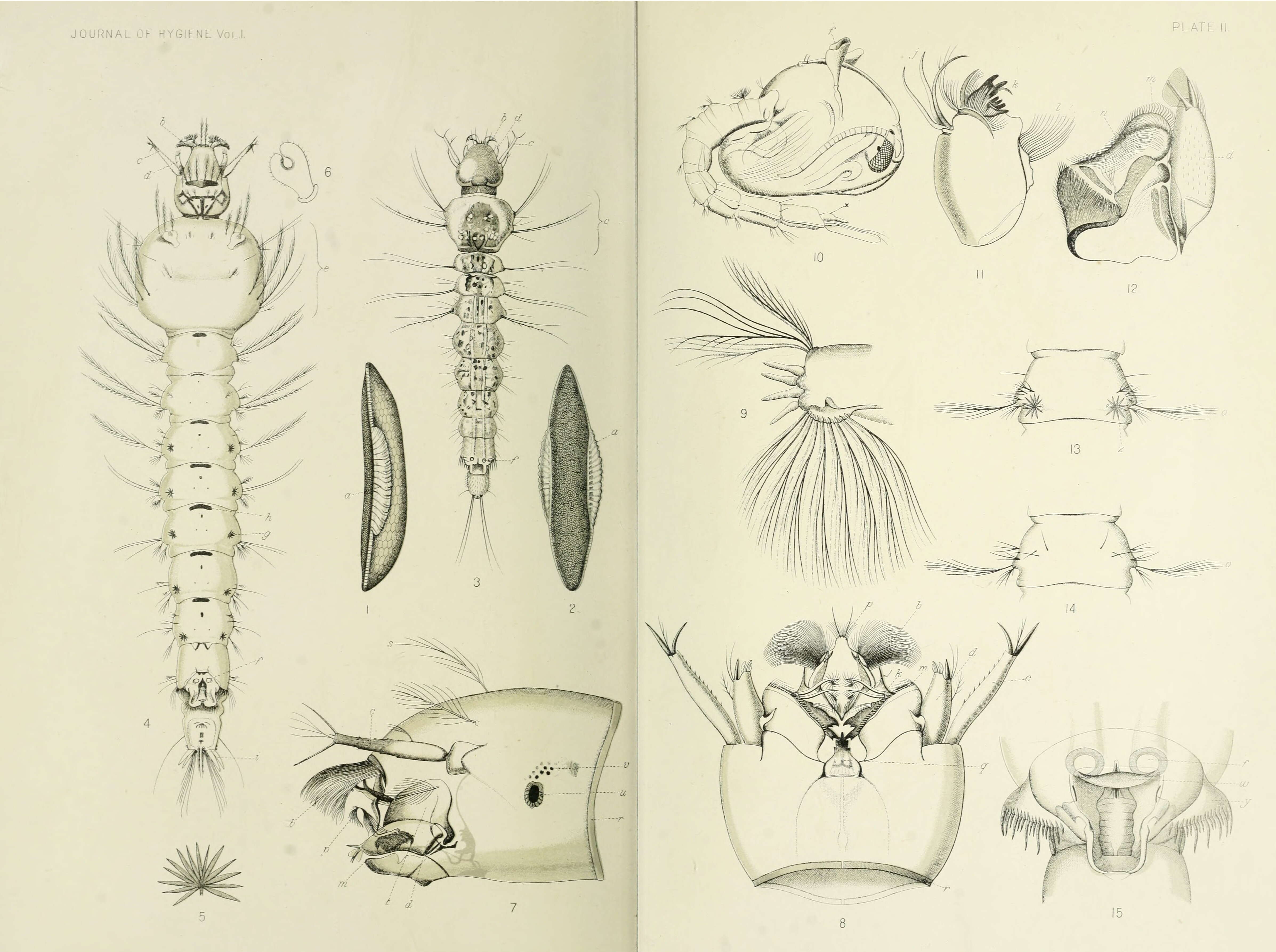 Image of Anopheles maculipennis Meigen 1818