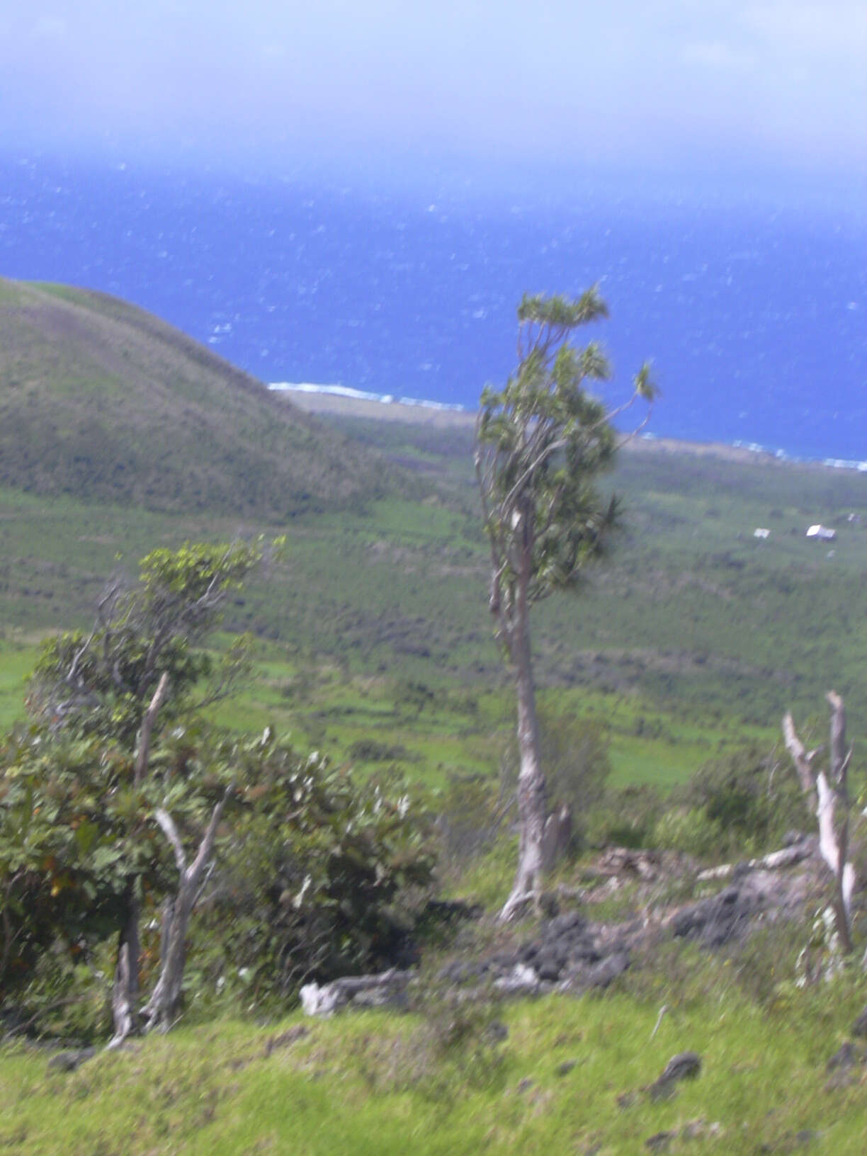 Plancia ëd Dracaena rockii (H. St. John) Jankalski