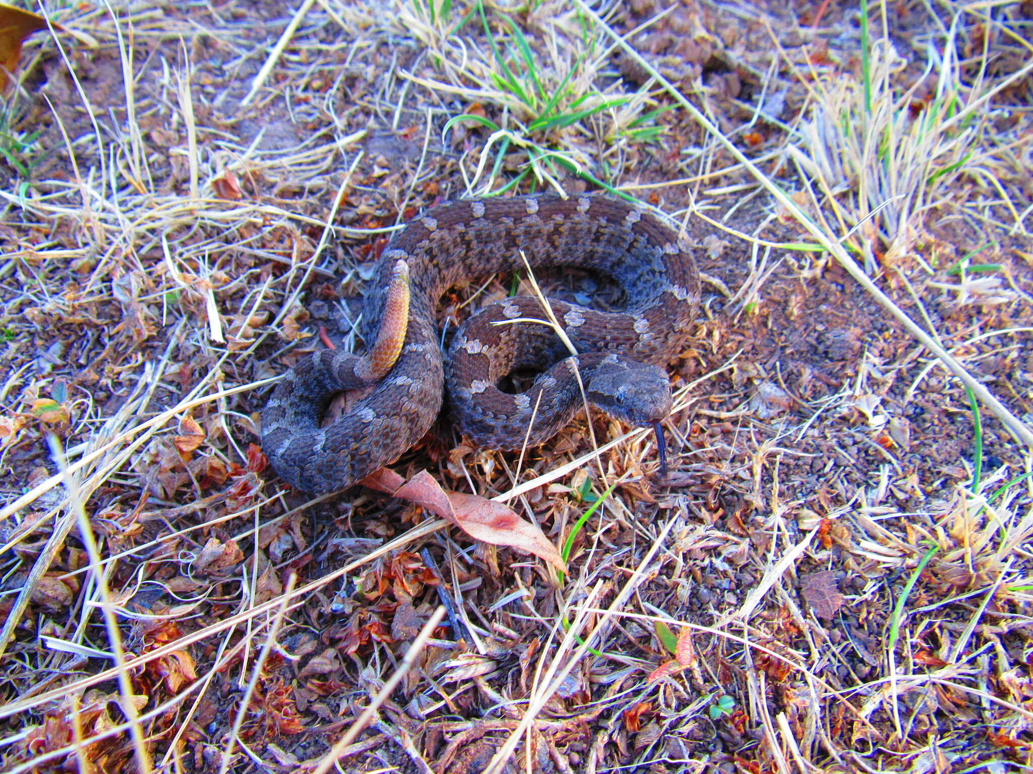 Image of Querétaro dusky rattlesnake