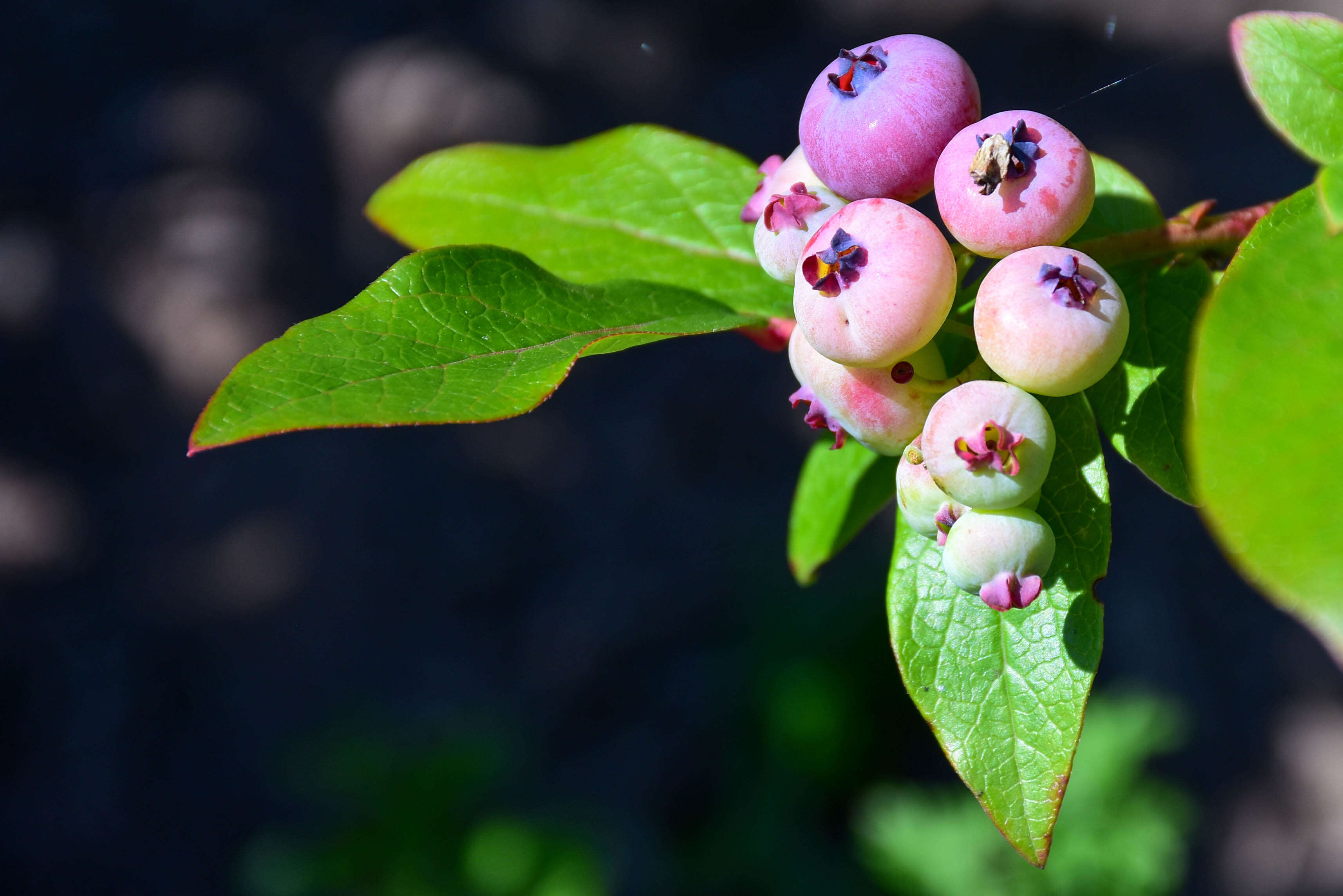 Vaccinium sect. Cyanococcus的圖片