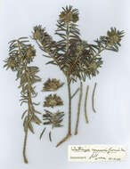 Image of Westringia viminalis B. J. Conn & Tozer