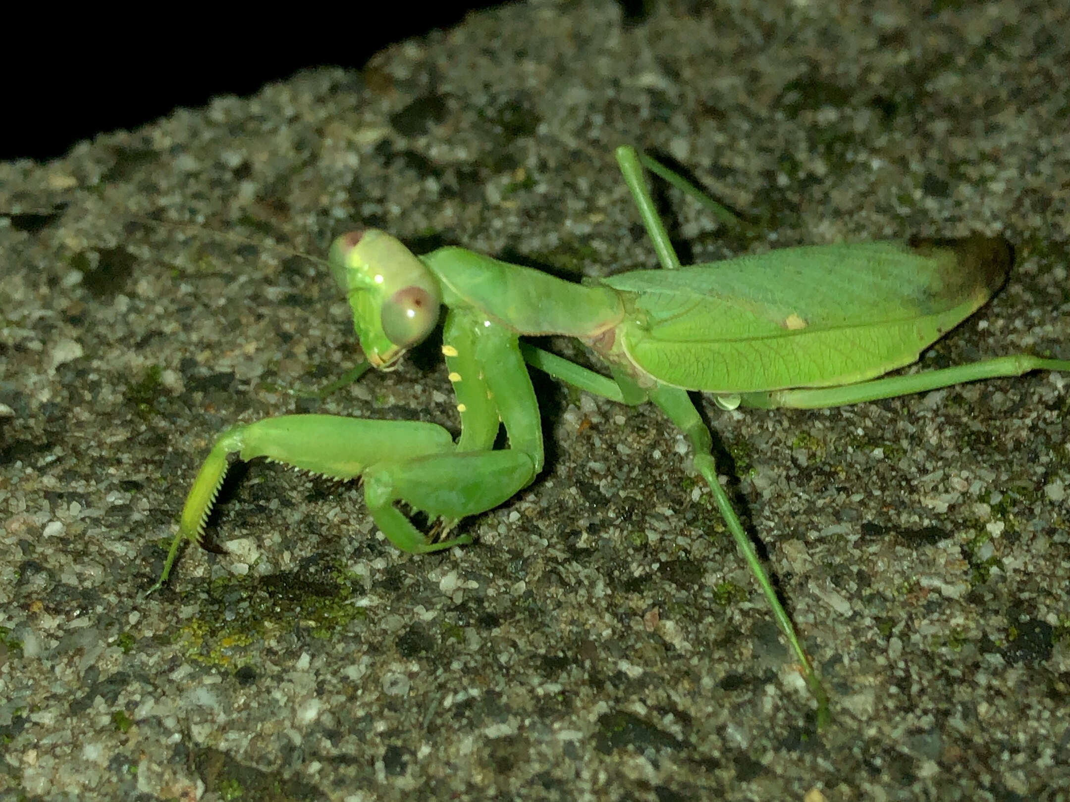 Image of Giant Asian Mantis