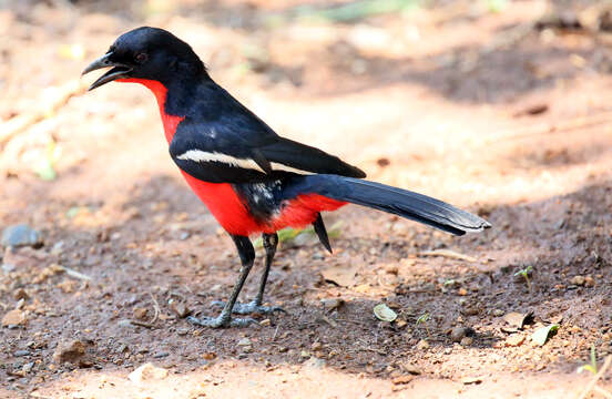 Laniarius atrococcineus (Burchell 1822) resmi