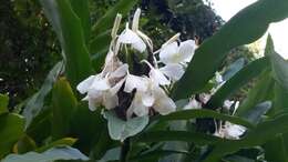 Слика од Hedychium