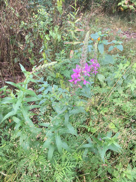 Image of <i>Chamerion angustifolium circumvagum</i>