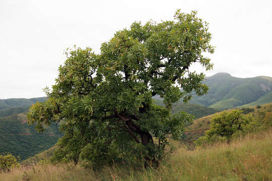 Image of Broad-leave beech