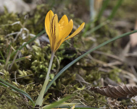 Image of Crocus vitellinus Wahlenb.