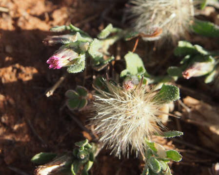 Imagem de Streptoglossa adscendens (Benth.) C. R. Dunlop