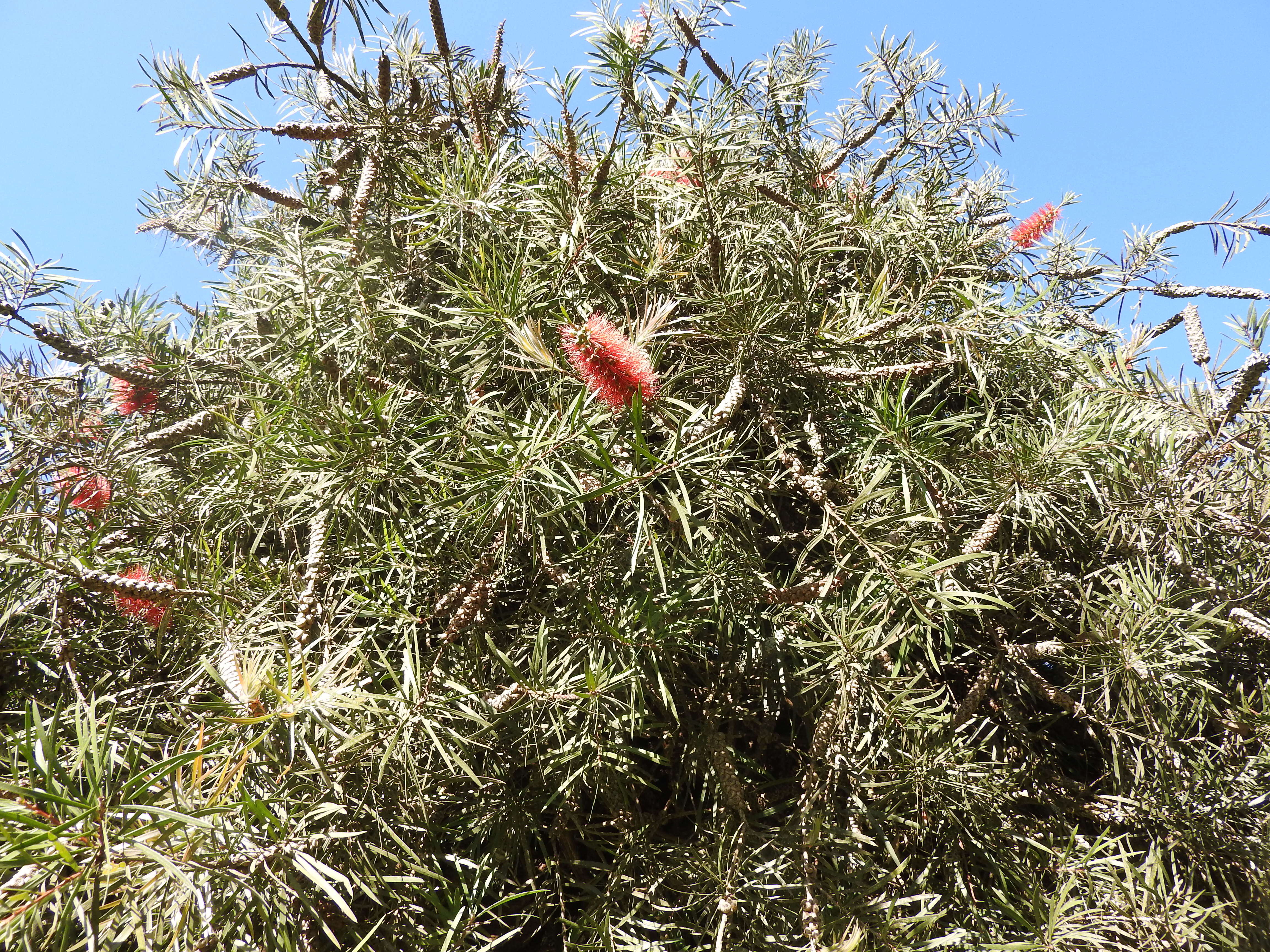 صورة Callistemon citrinus (Curtis) Skeels