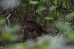 Image of Eastern Towhee