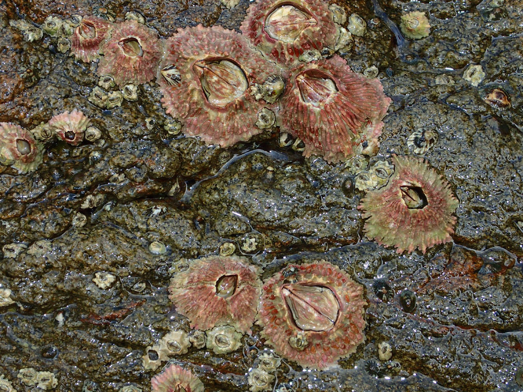 Common Barnacle Encyclopedia Of Life