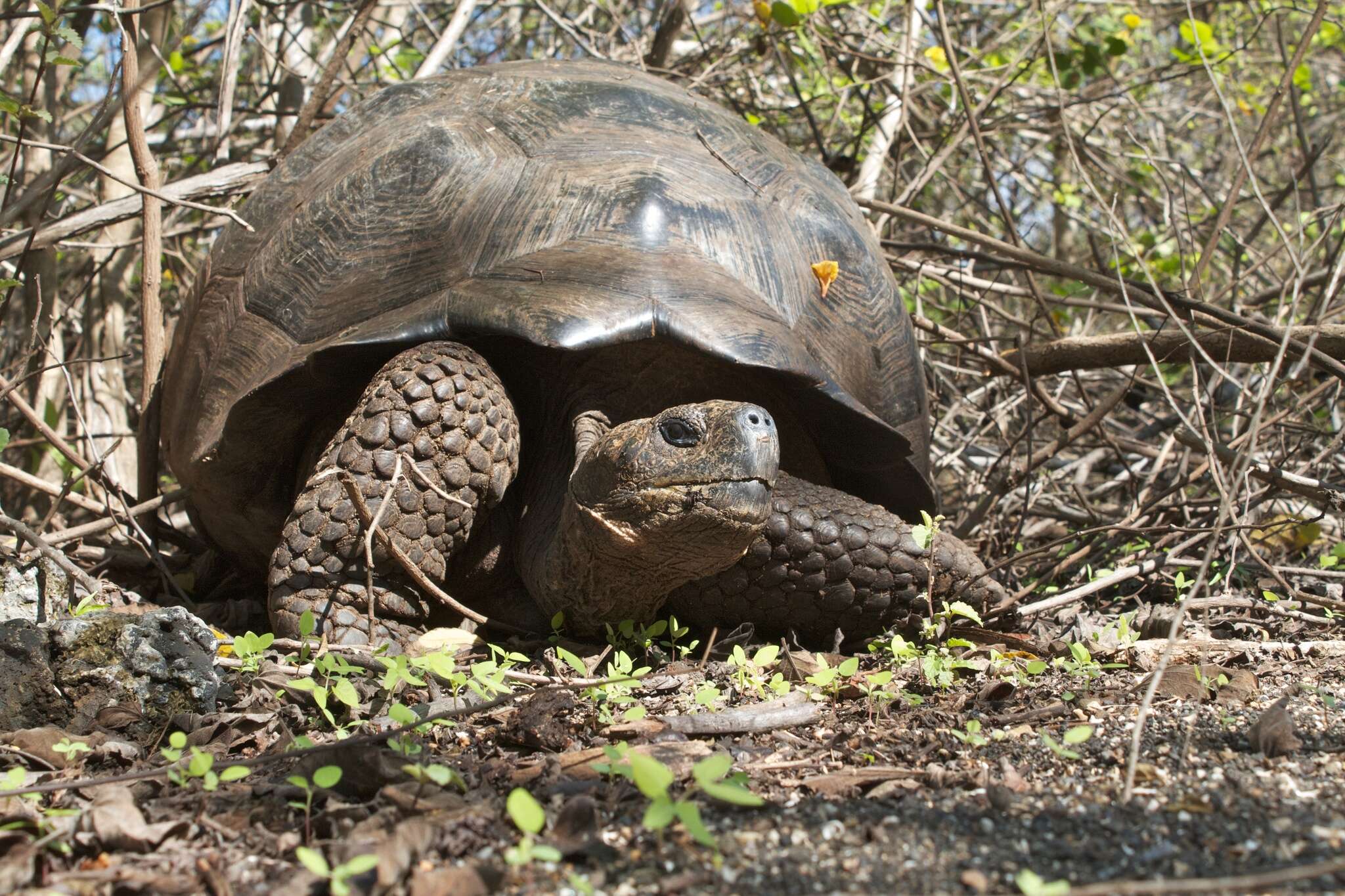 Image of Alcedo Volcano giant tortoise