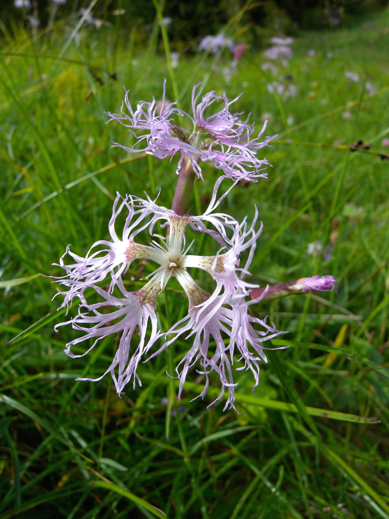 Image of <i>Dianthus superbus</i>