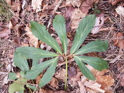 Image of black hellebore