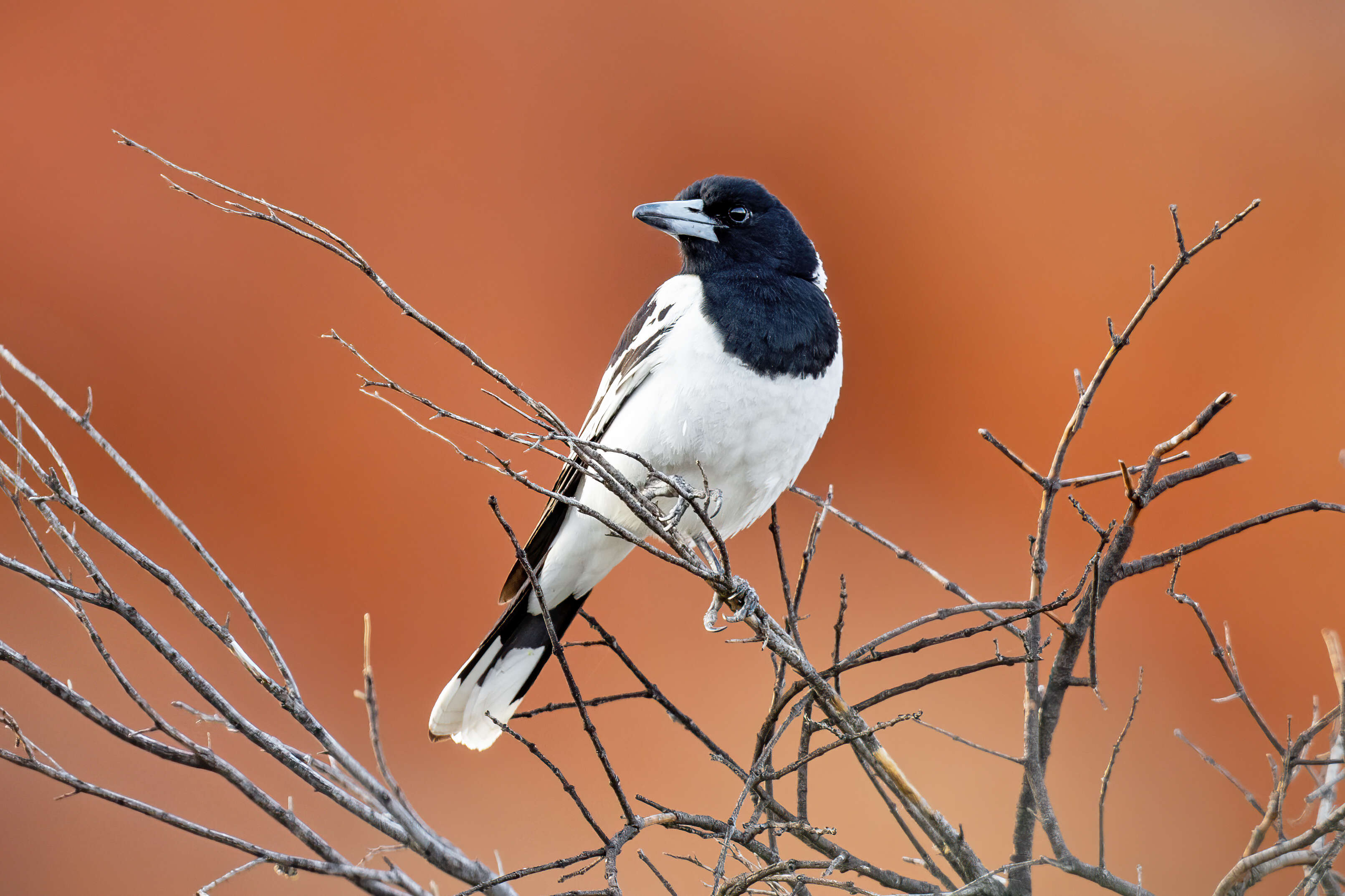 Imagem de Cracticus nigrogularis (Gould 1837)