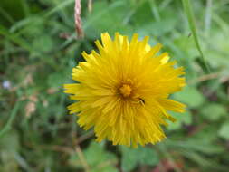 Image of Common Dandelion
