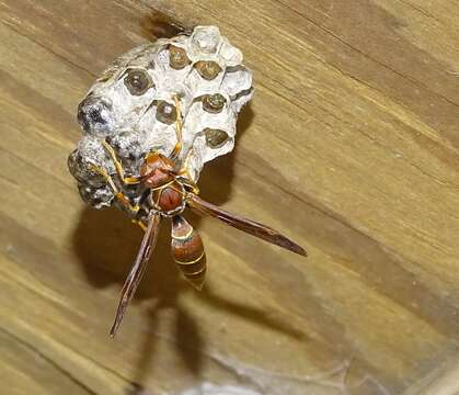 Image of Polistes bahamensis Bequard & Salt 1931