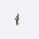 Image of New Guinea Hawk-eagle
