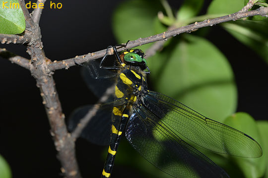Image of <i>Anotogaster sieboldii</i> (Selys 1854)