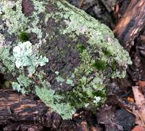 صورة Candelariella efflorescens R. C. Harris & W. R. Buck