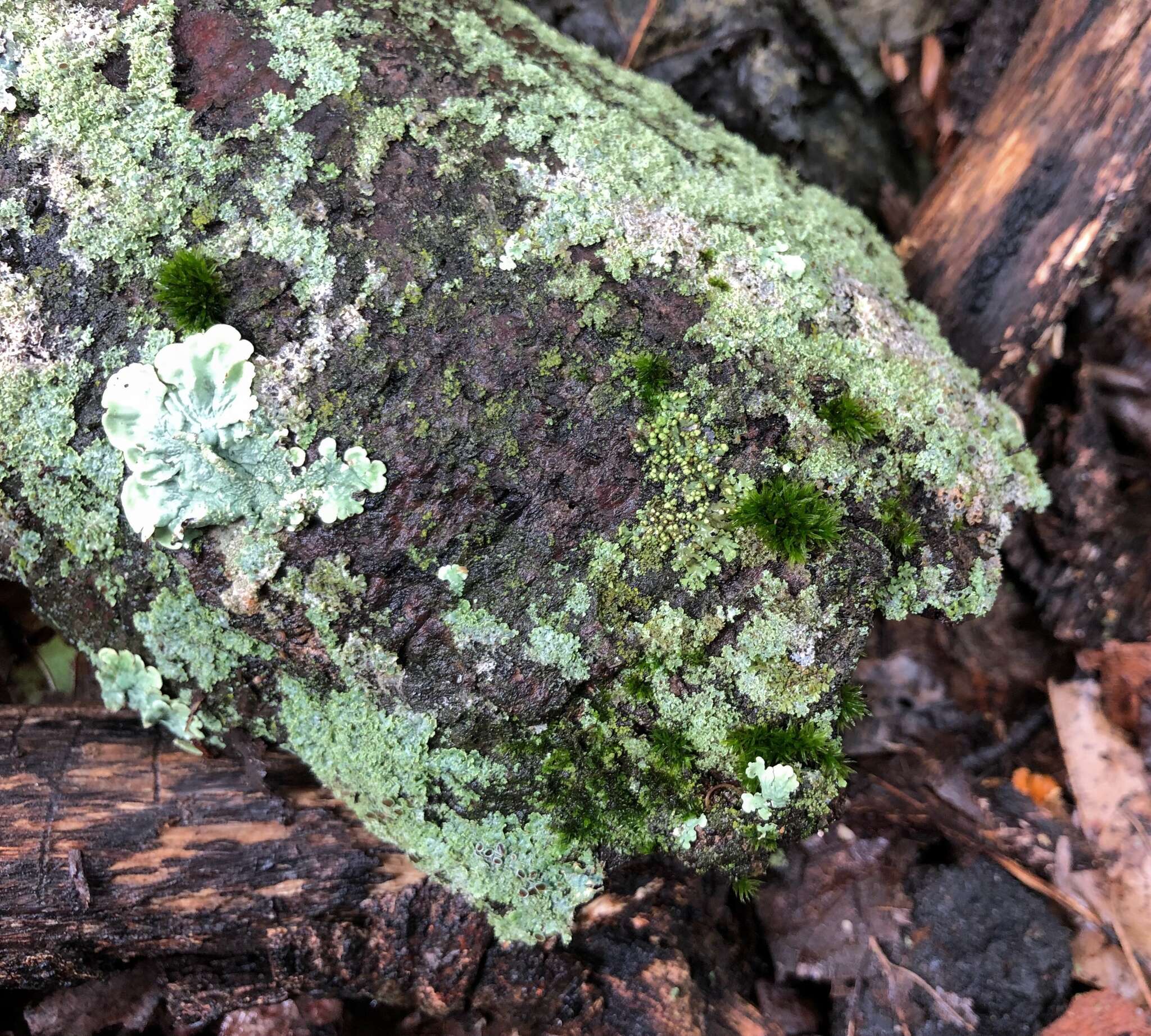 Image of eggyolk lichen