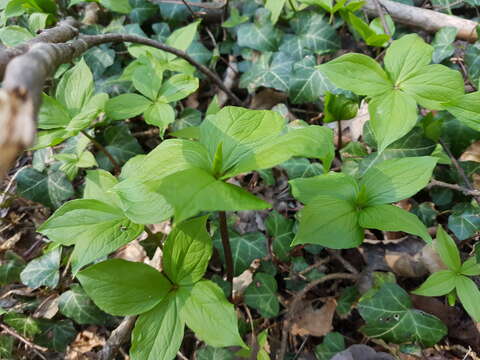 Image of herb Paris