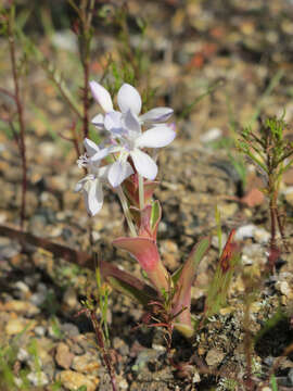 Image of Lapeirousia pyramidalis (Lam.) Goldblatt