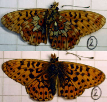 Plancia ëd Boloria euphrosyne