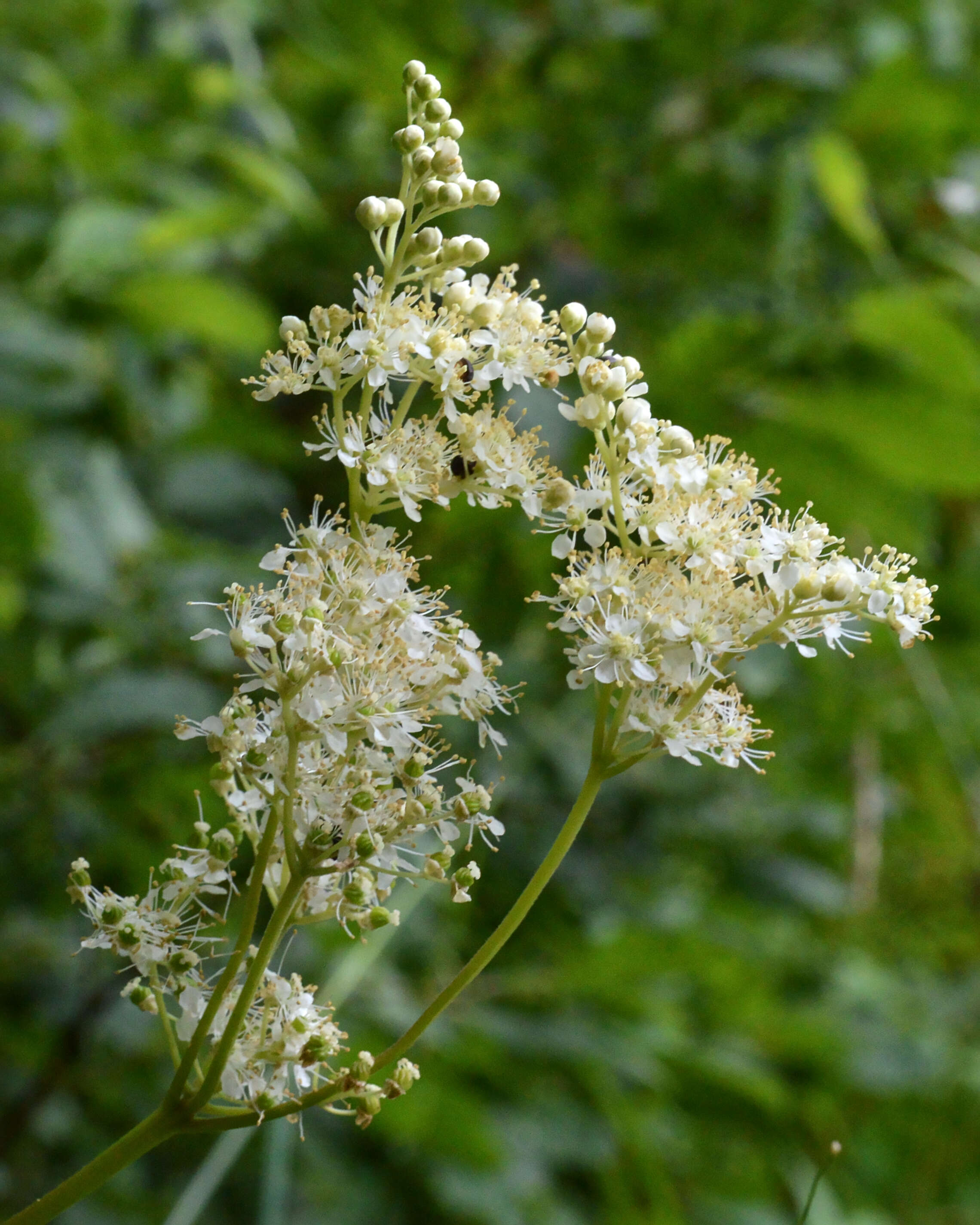 Image of Meadowsweet