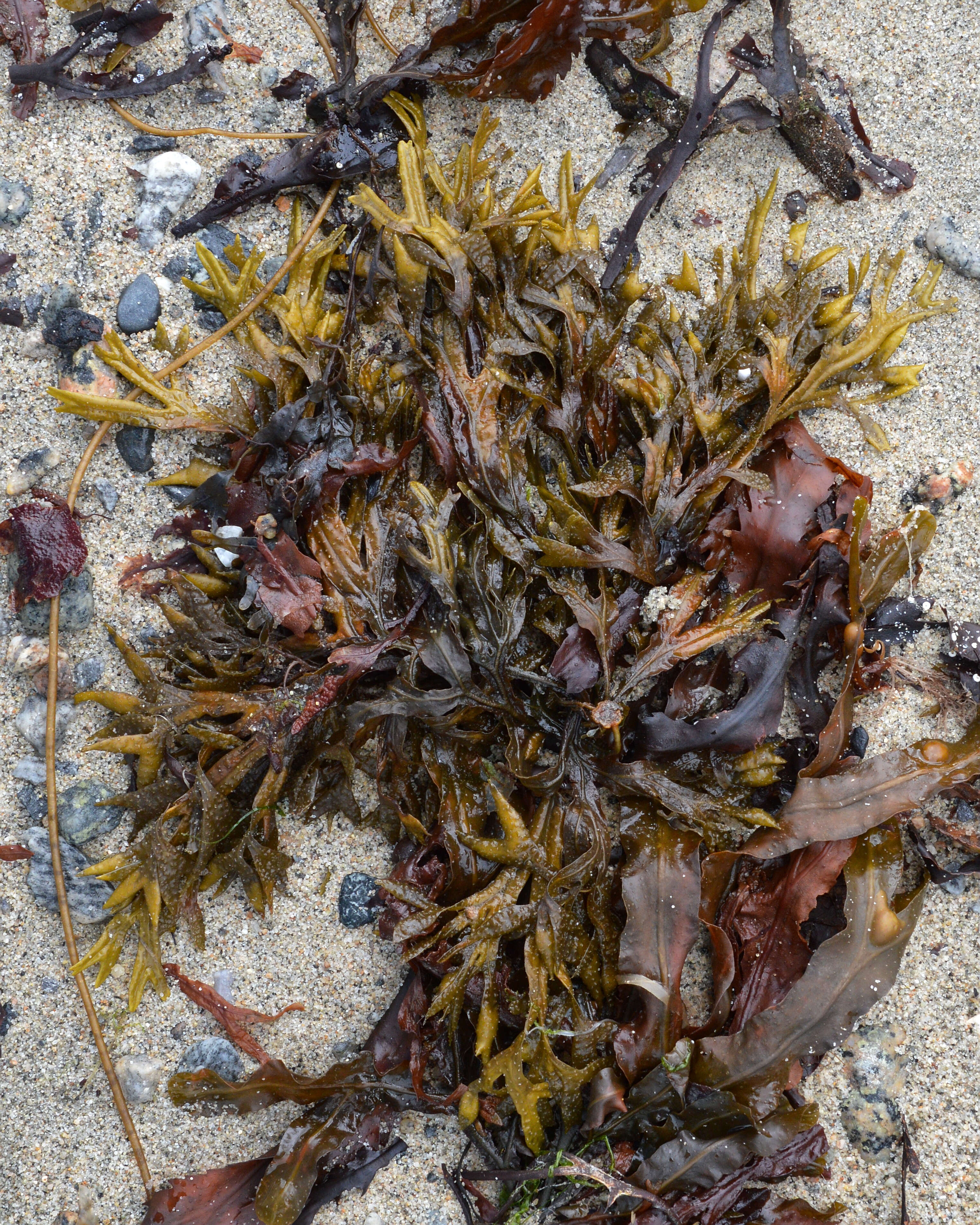 Image of Fucus ceranoides