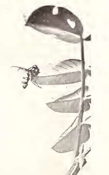 Image of Entomophthora muscae (Cohn) Fresen. 1856