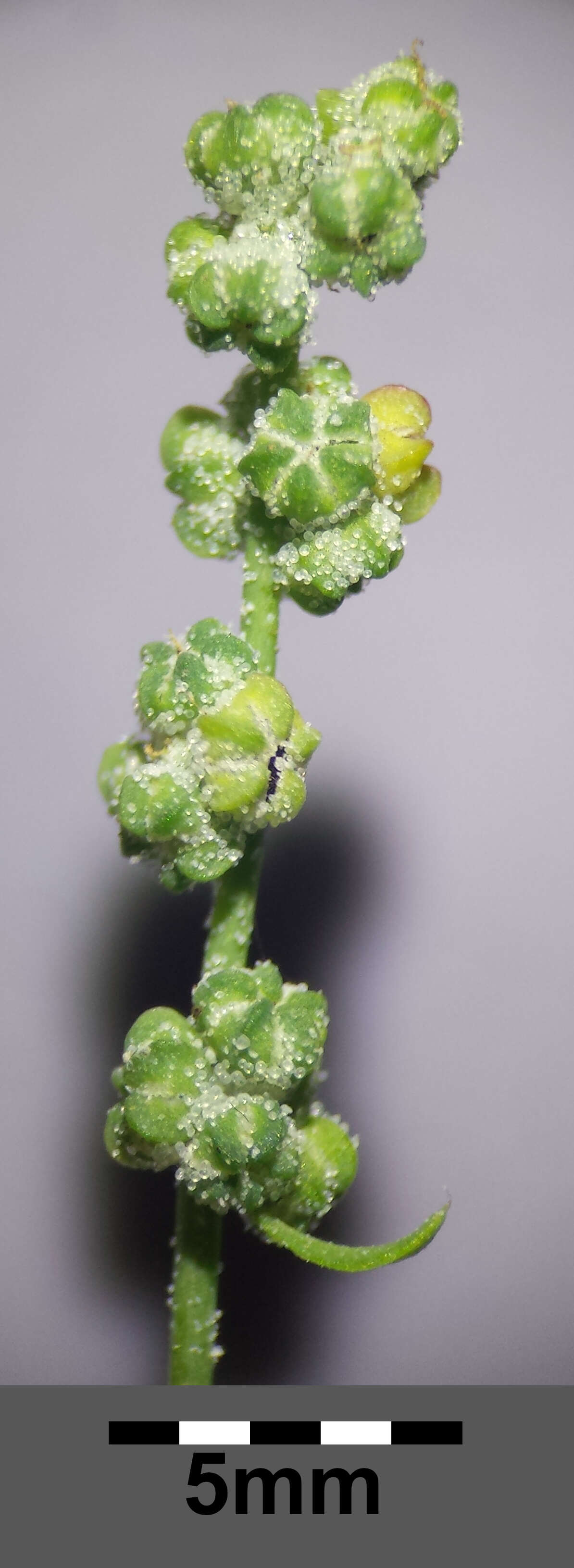 Plancia ëd Chenopodium opulifolium Schrader