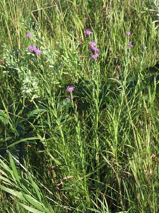 Image of <i>Liatris punctata</i>
