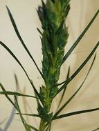 Image of <i>Liatris punctata</i>