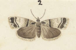 Image of Eudonia choristis Meyrick 1907