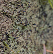 Image of <i>Pilophorus clavatus</i>