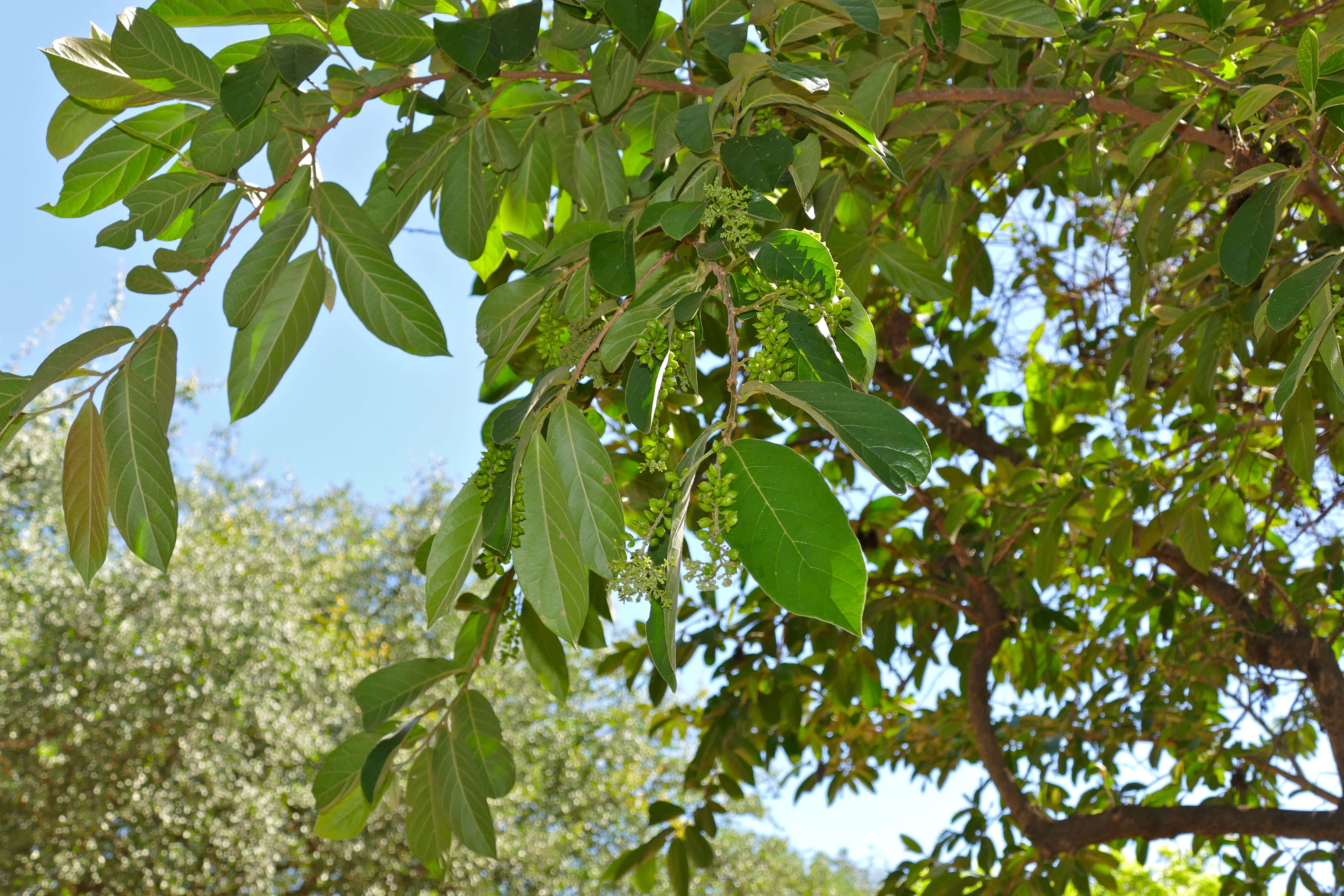 Image of Tassel berry