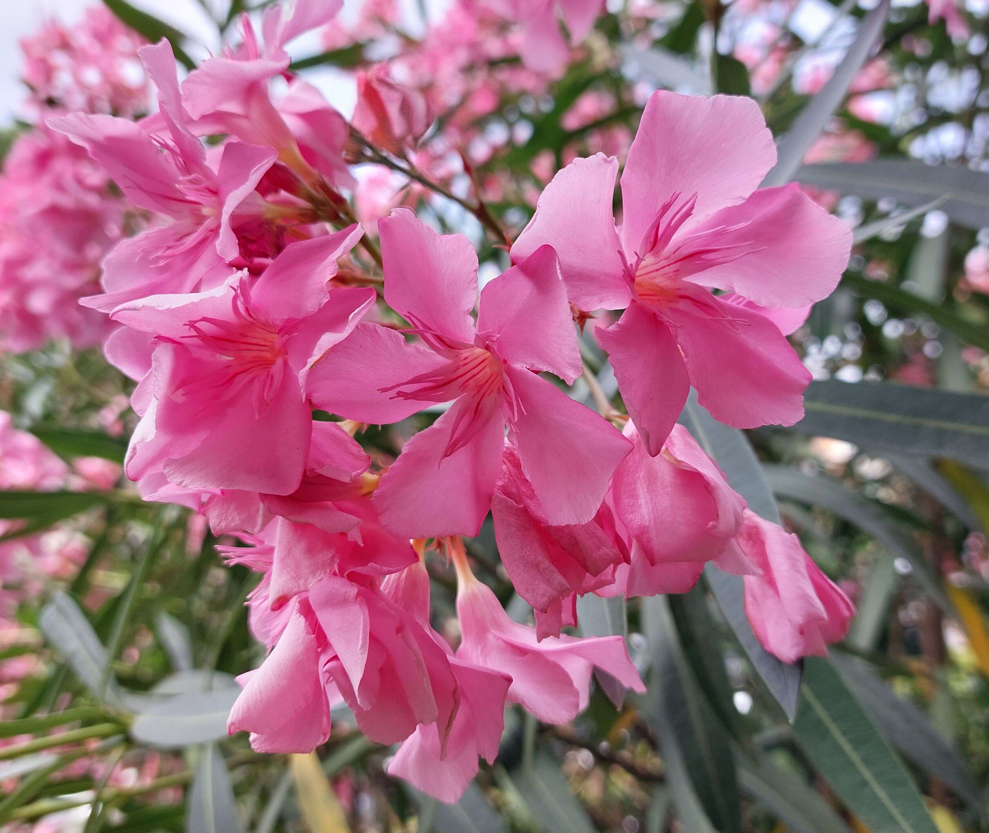 Image of Oleander